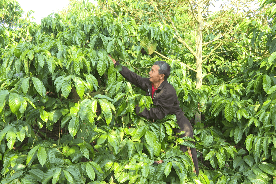 Mô hình đa cây giúp đồng bào vươn lên làm giàu