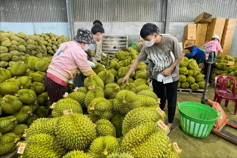 Từ vườn mẫu đến vùng trồng sầu riêng xuất khẩu