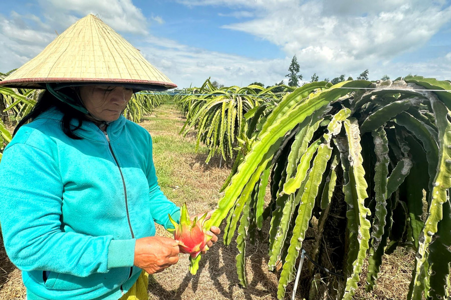 Thanh long hiếm hàng, tăng giá thời điểm giao mùa