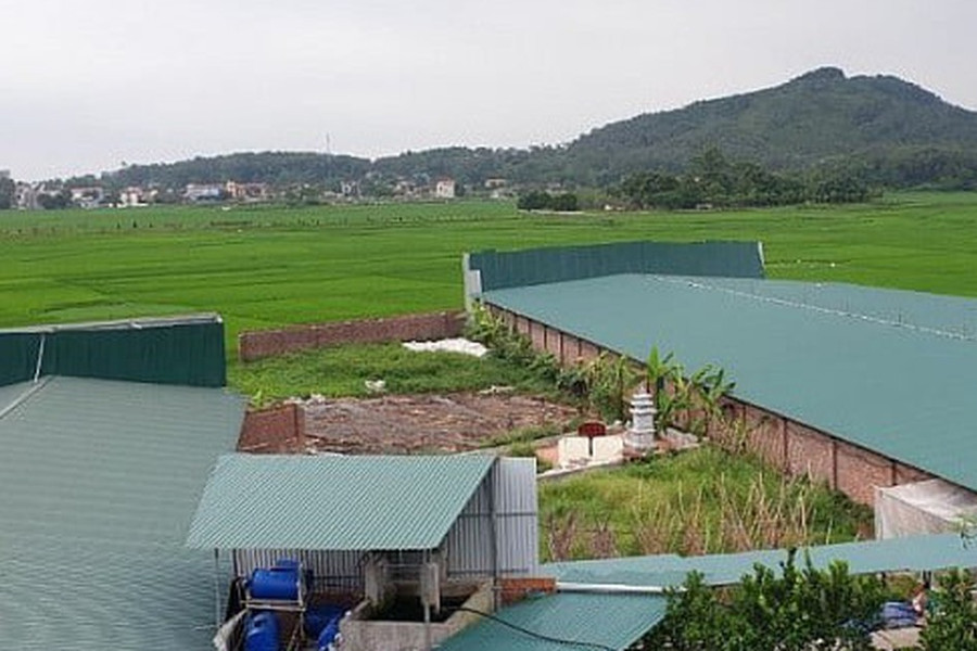 Mở trang trại chăn nuôi trên đất trồng cây, cần thủ tục gì?
