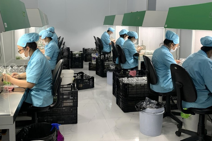 Chọn tạo, nhân giống cây trồng, vật nuôi mới có đặc tính ưu việt