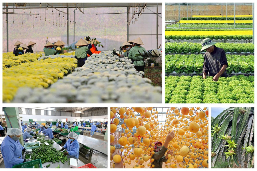 Kinh tế tư nhân và kinh tế tập thể là động lực quan trọng của nền kinh tế Lâm Đồng