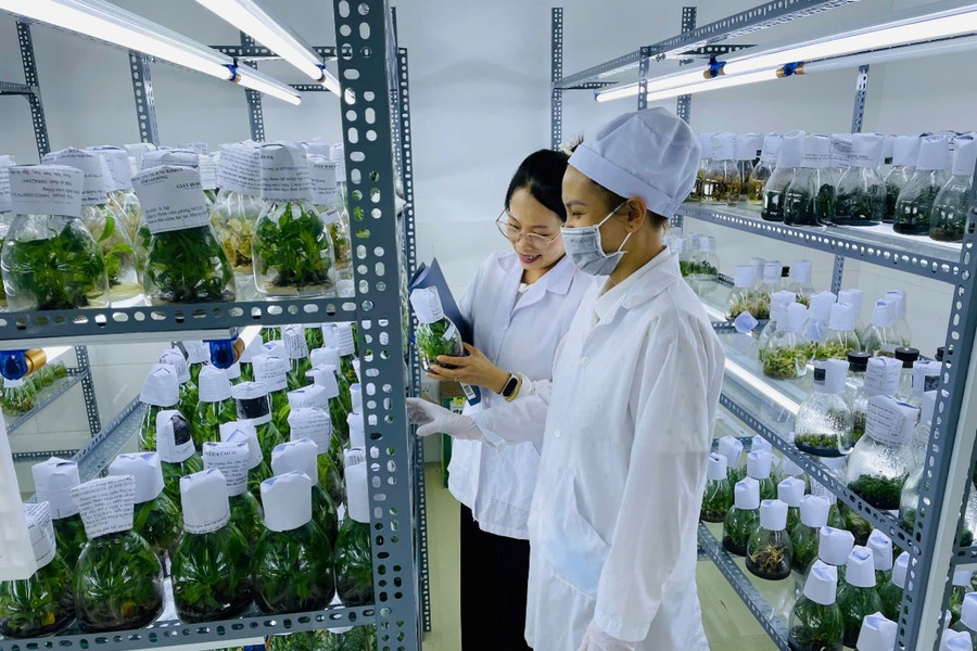 Lâm Đồng hướng đến nền nông nghiệp số tạo động lực tăng trưởng mới