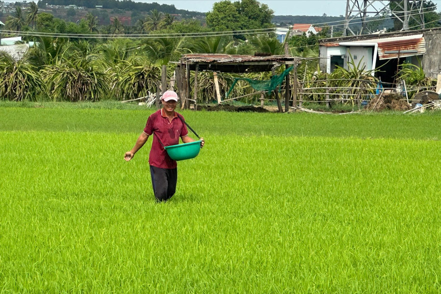 Vụ lúa hè thu có “thiên thời, địa lợi”