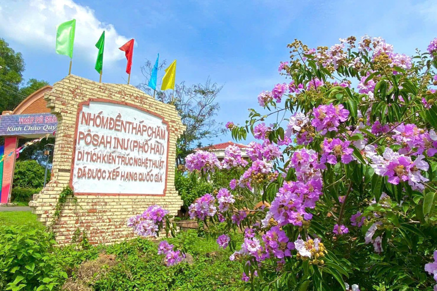 Sắc tím bằng lăng dưới chân tháp cổ làm say lòng du khách