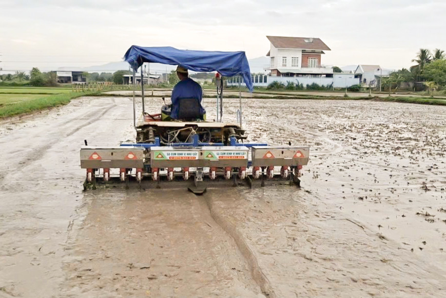 Cơ giới hóa phương pháp sạ cụm trên diện tích lúa hè thu
