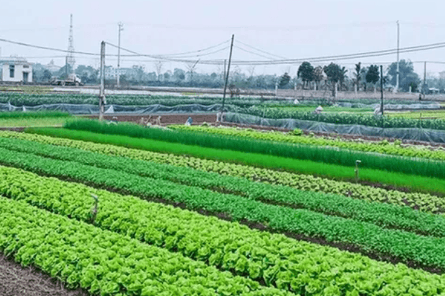 Đất nông nghiệp hết hạn: khi nào được gia hạn, khi nào bị thu hồi?