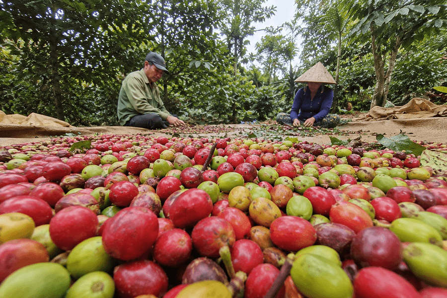 Giá cà phê hôm nay 7/7/2026: Trong nước đi ngang, thế giới tăng dựng đứng