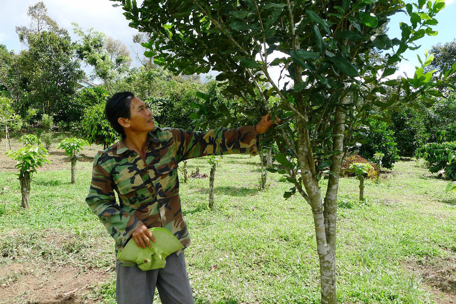 Đa dạng cây trồng để chia sẻ rủi ro về giá