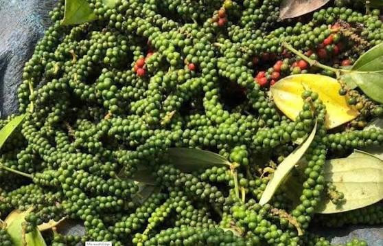 Giá tiêu hôm nay 9/7/2026: Trong nước tăng đồng loạt, thị trường thế giới đi ngang