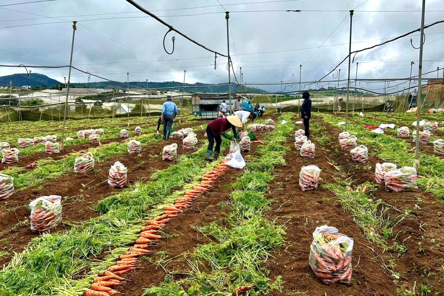 Kiểm soát đồng bộ dư lượng thuốc bảo vệ thực vật