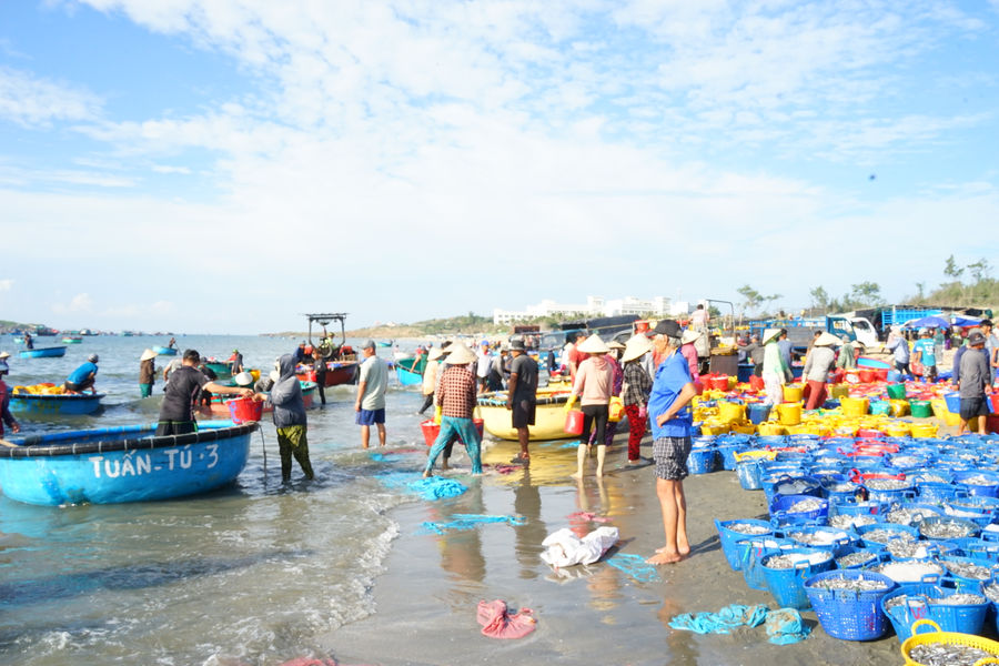 Theo mùa cá bạc về làng chài