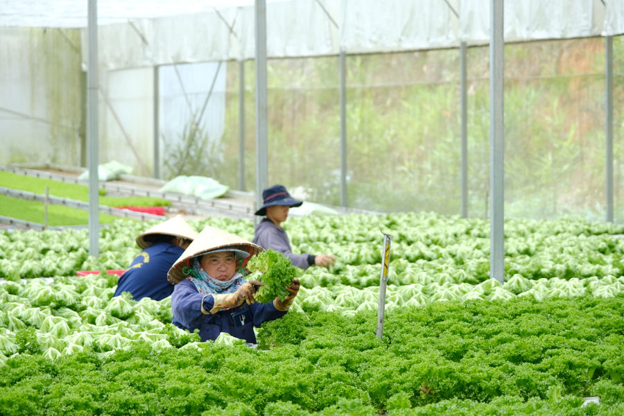 Nâng chuẩn chất lượng, mở rộng đầu ra cho nông sản Lâm Đồng