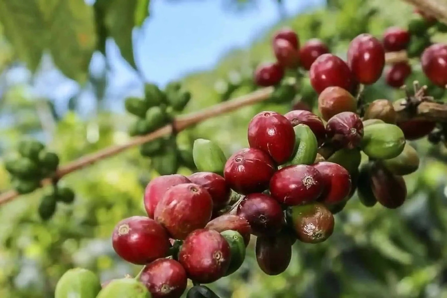 Giá cà phê hôm nay 13/7/2026: Trong nước đi ngang, arabica tăng 11% trong một tuần