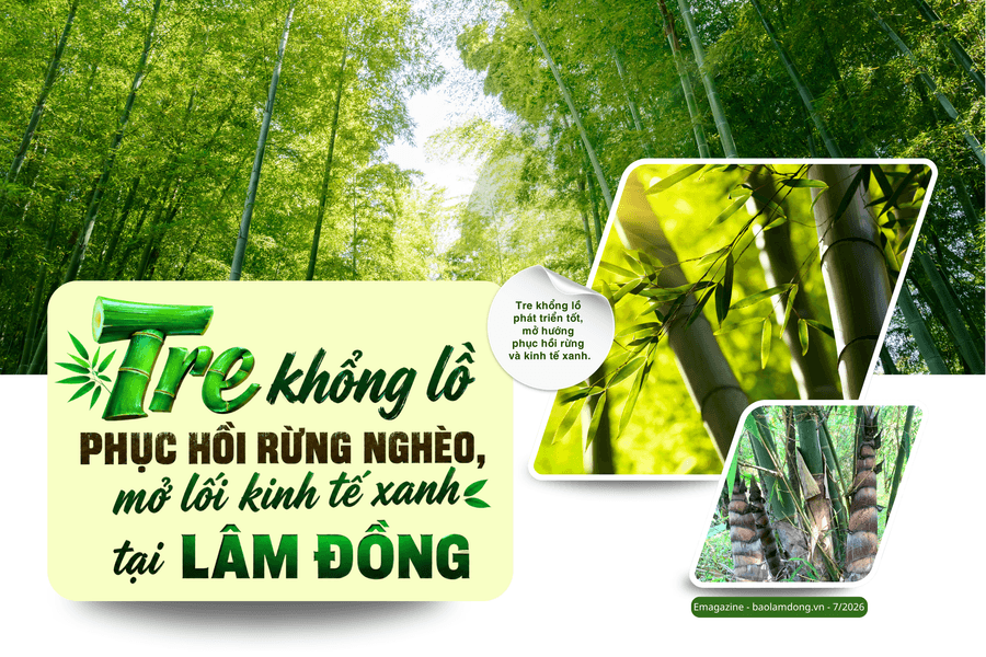 Tre khổng lồ phục hồi rừng nghèo, mở lối kinh tế xanh tại Lâm Đồng