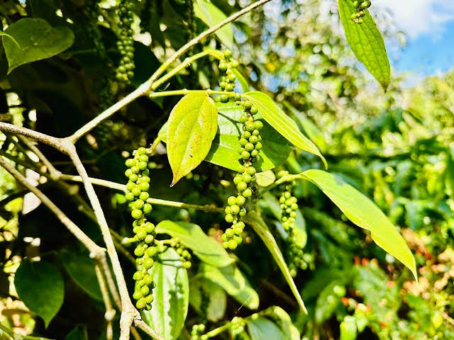Giá tiêu hôm nay 16/7/2026: Ba địa phương tăng 500 đồng/kg, xuất khẩu 6 tháng đạt 950 triệu USD
