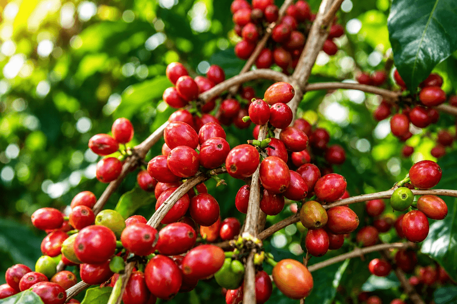 Giá cà phê hôm nay 17/7/2026: Nội địa lên 98.500 đ/kg, robusta mất tới 117 USD/tấn