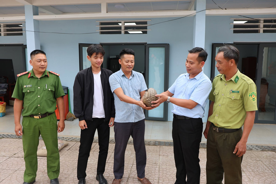 Xã Đam Rông 1 tiếp nhận, thả tê tê Java quý hiếm về rừng