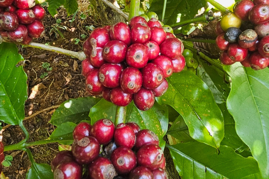 Giá cà phê hôm nay 21/7/2026: Arabica bật tăng 1,86%, xuất khẩu Brazil giảm 15,7%