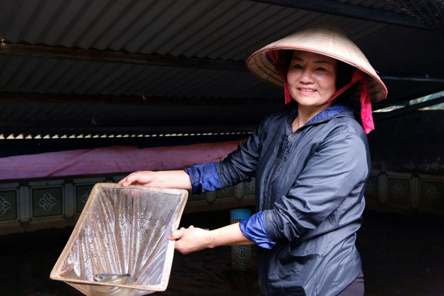 Mở hướng nuôi cá chình ở Đam Rông 2