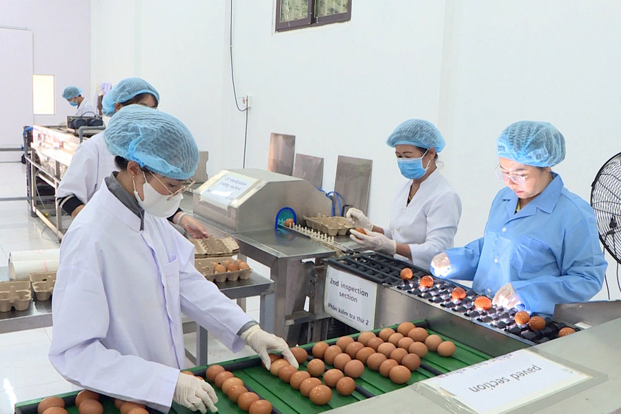 Khoa học công nghệ tạo giá trị cho "Trứng gà thảo dược Đà Lạt"