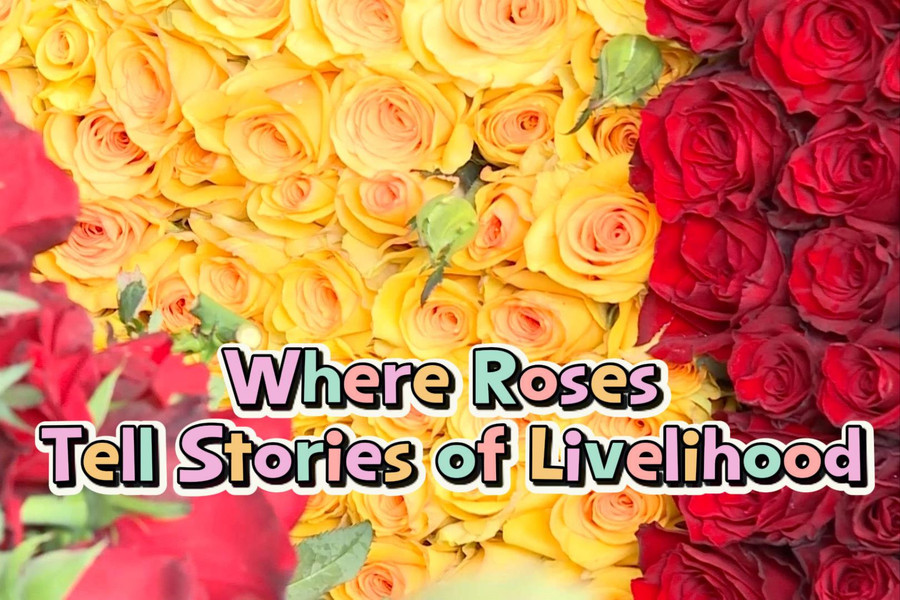 Where Roses Tell Stories of Livelihood