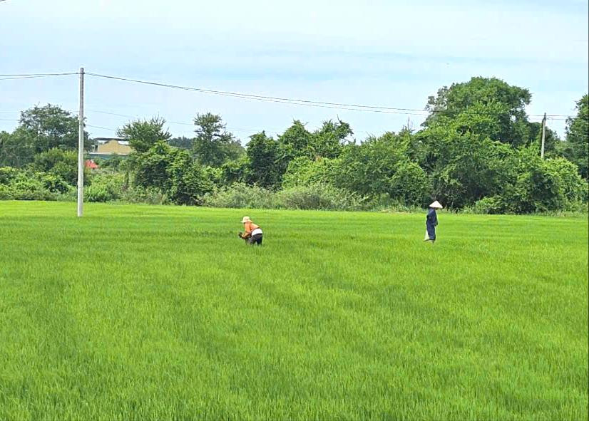 Hàm Thắng hướng đến nông nghiệp hàng hóa