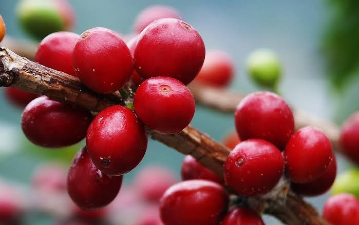 Giá cà phê hôm nay 28/7/2026: Hai vùng tăng 600 đồng/kg, cao nhất 96.600 đồng/kg