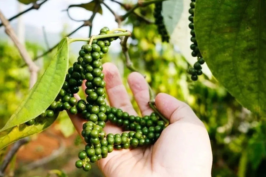 Giá tiêu hôm nay 28/07/2026: 4 địa phương tăng 500 đồng, cao nhất 141.500 đồng/kg