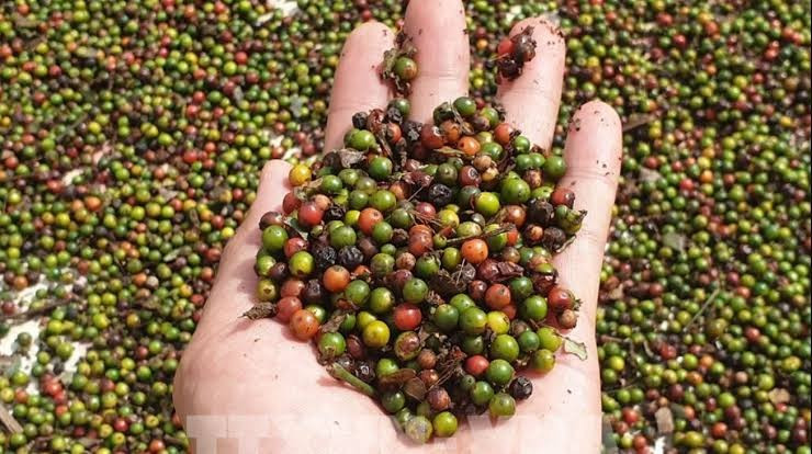Giá tiêu hôm nay 3/8/2026: Trong nước giữ đỉnh 141.000 đồng/kg, thị trường thế giới đi ngang
