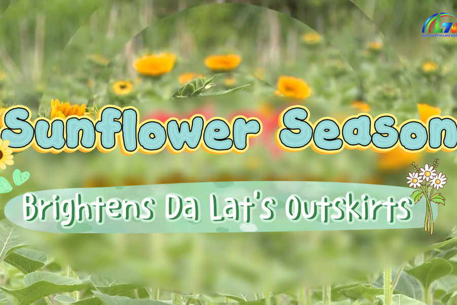 Sunflower Season Brightens Da Lat's Outskirts