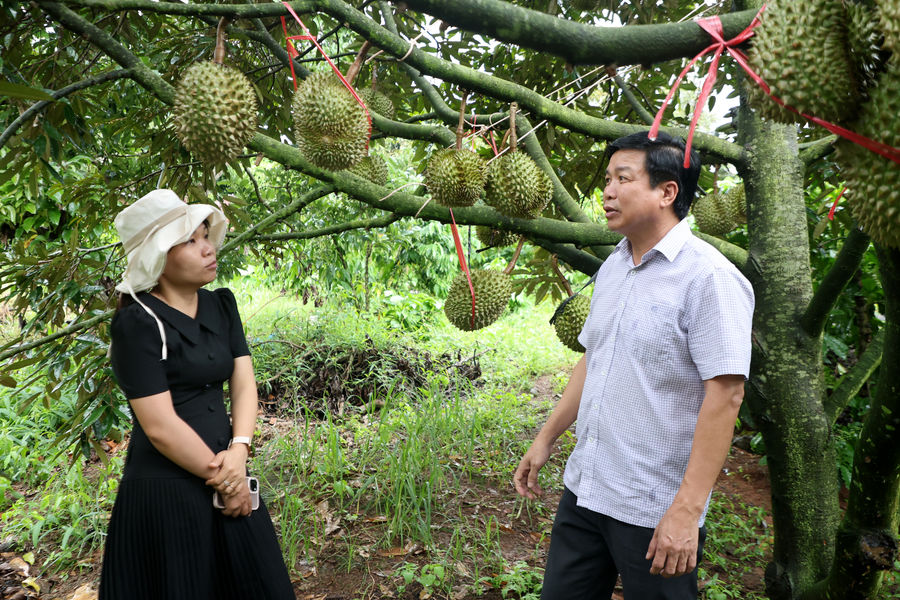 Đắk Sắk phát triển sầu riêng VietGAP đáp ứng thị trường