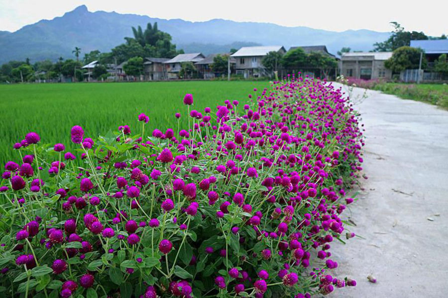 Miền xanh