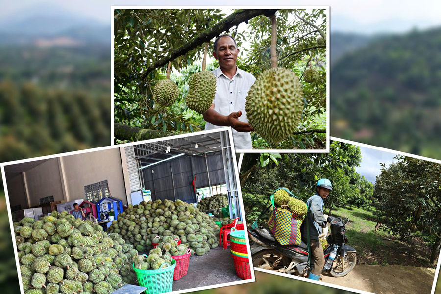 Production Linkages Open a Path to Prosperity for Durian Farmers in Dam Rong