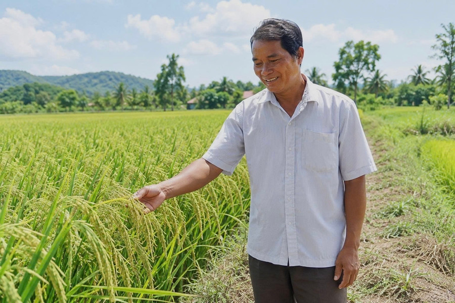 Tiên phong phát triển lúa hữu cơ ở Đồng Me