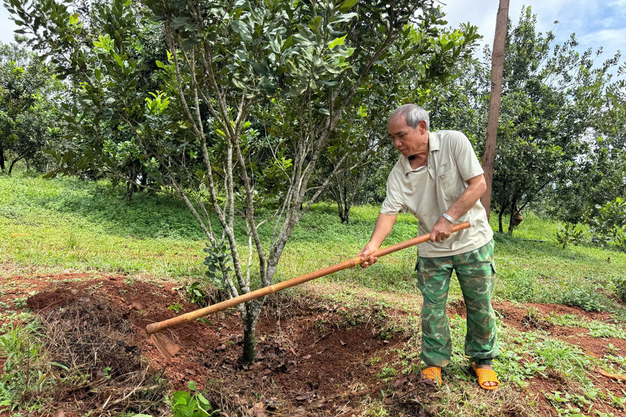 Già làng Điểu Pliu làm gương trong chuyển đổi cây trồng