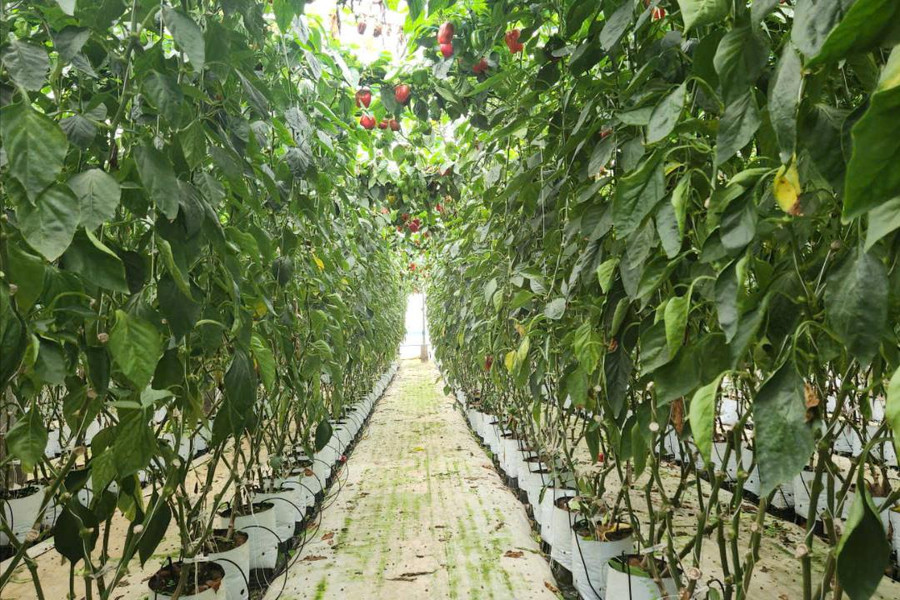 Nông dân Đức Trọng bắt nhịp nông nghiệp số