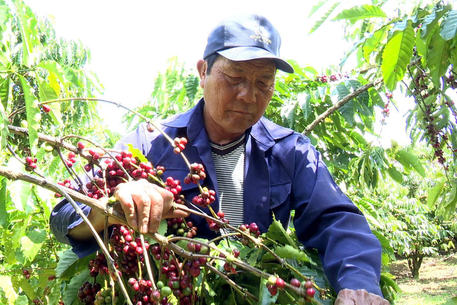 Nông nghiệp là trụ cột quan trọng ở Bảo Lâm 1