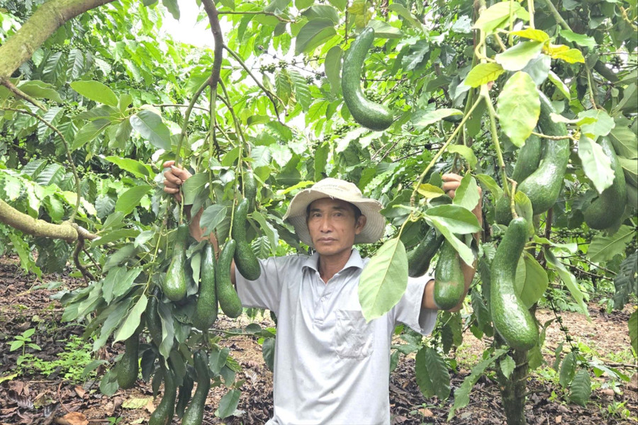Enhancing the Value of Key Fruit Crops