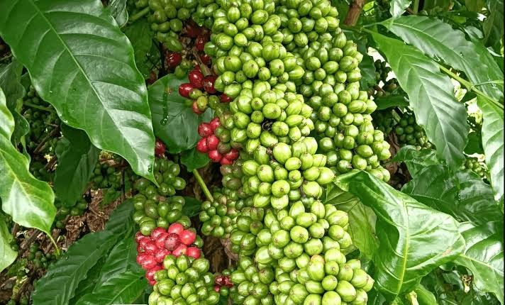 Giá cà phê hôm nay 13/8/2026: Mỗi tấn cà phê mất tới 1 triệu đồng