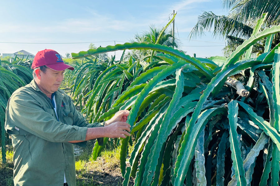 Staggering Dragon Fruit Production to Reduce Risks