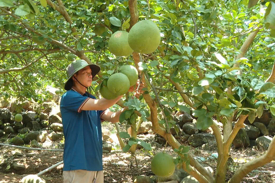 Lương Sơn phát huy hiệu quả công trình thủy lợi, nâng cao giá trị nông sản