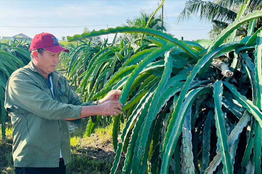 Chủ động rải vụ, giảm rủi ro cho thanh long