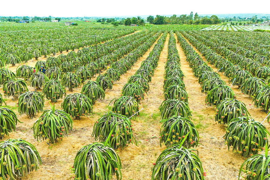 A Source of Raw Materials for the Global Market