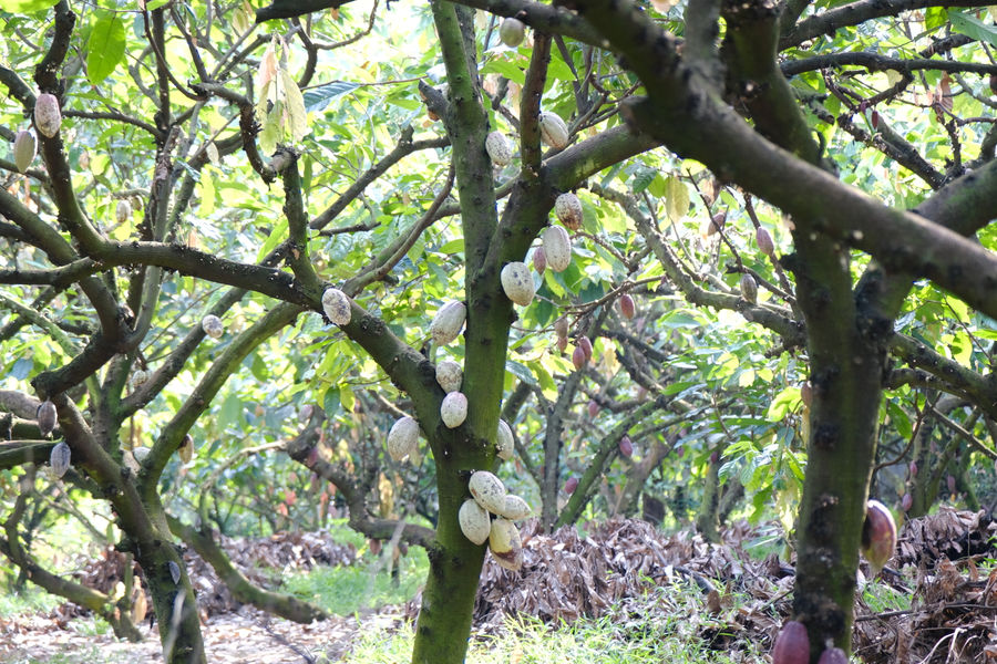 Developing Sustainable Livelihoods Beneath the Forest Canopy