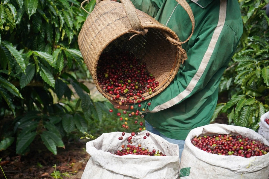Giá cà phê hôm nay 19/8/2026: Đồng loạt tăng 1.500 đồng/kg, cao nhất 98.500 đồng/kg