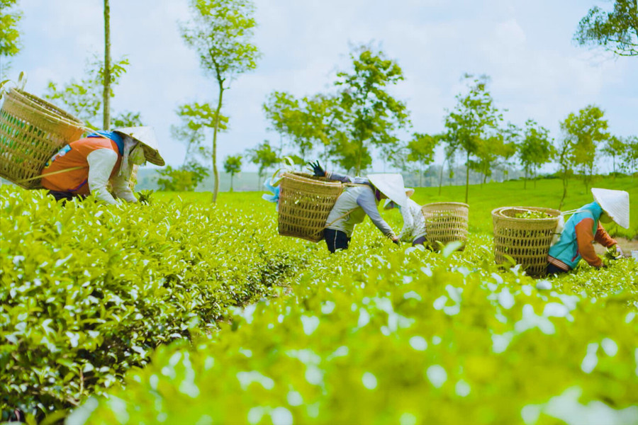 Hồi sinh làng nghề thủ công trà hương B'Lao