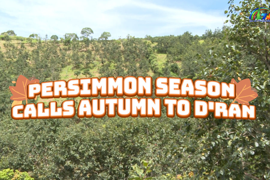 Persimmon season calls autumn to D'ran