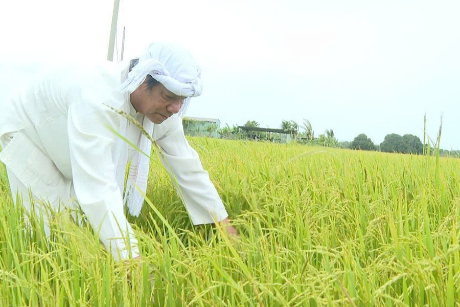 Người Chăm làm giàu từ đồng ruộng, lan tỏa tinh thần sẻ chia