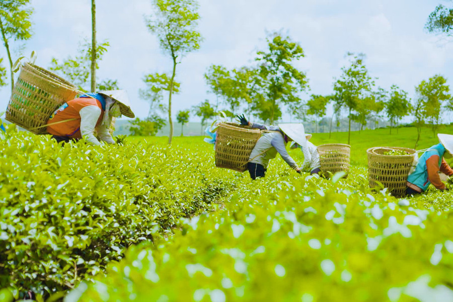 Reviving B’Lao’s traditional scented tea craft